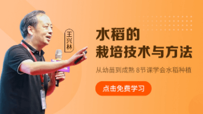 水稻的栽培技术与方法